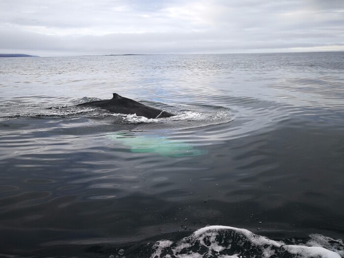 这只白肚皮的鲸鱼在船舷左侧出现时,我还以为是一条白色的大鱼,结果他