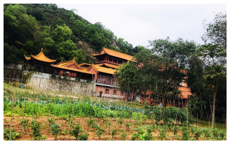 有因有果有菩提:深圳弘法寺和弘源寺