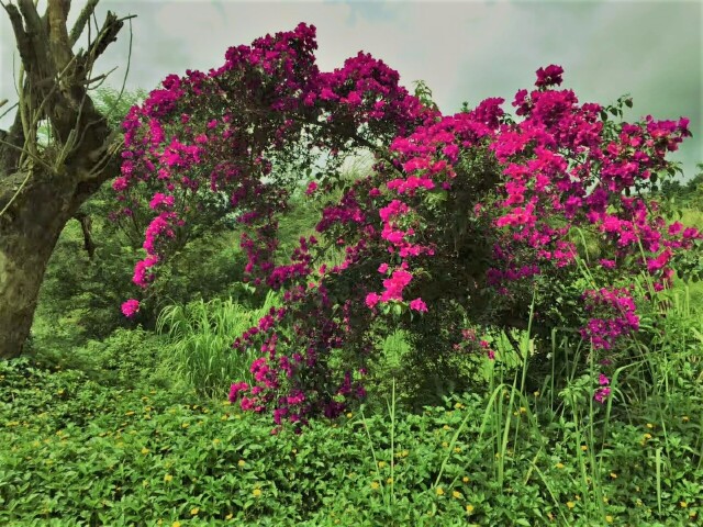 猎艳行动#【途牛首发】游七彩云南 醉美西双版纳