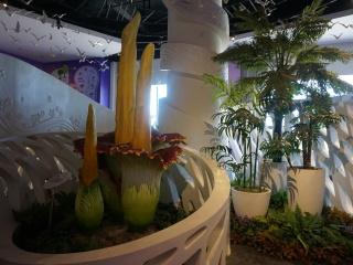 金昌花文化博览馆