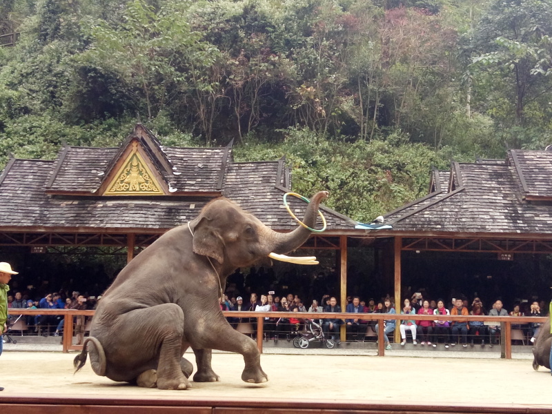西双版纳野象谷                     大象