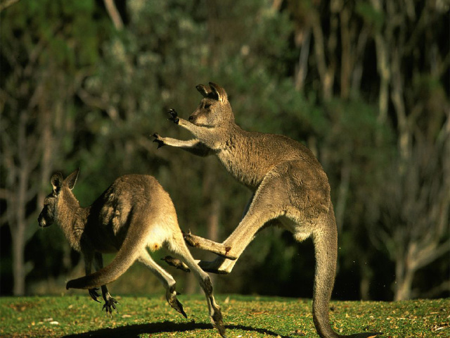  澳大利亚-大堡礁-悉尼-黄金海岸8日游>大堡礁/游船西餐/含签证服务费