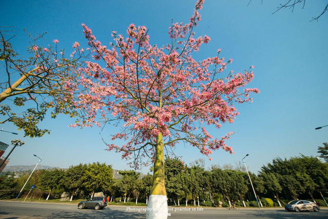 【首发】繁花盛开的阳光之城—攀枝花赏花线