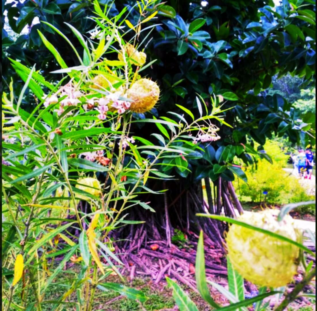 游七彩云南 醉美西双版纳【多图】_西双版纳热带植物园游记_途牛