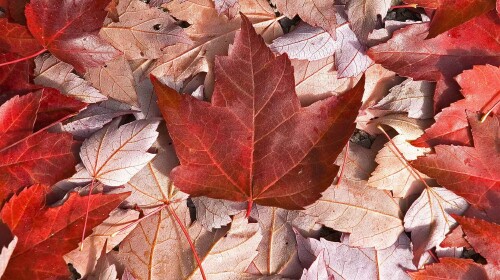 北美洲美国东西岸+墨西哥蒂华纳+加拿大东海