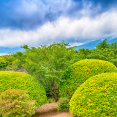 Onshihakone Park - gardens of Hakone, Japan.