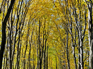 山毛榉林荫大道