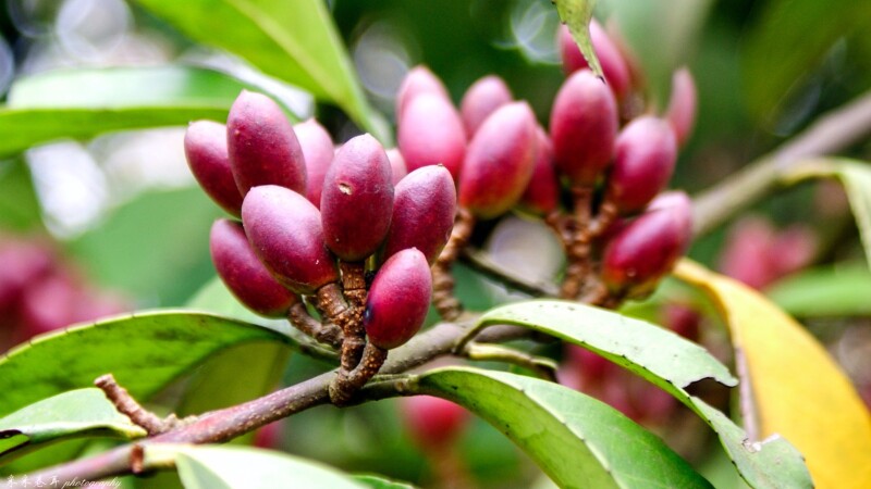 桂樱 花开时还是很漂亮的,一簇簇一丛丛白色的小花缀满山林,其间美景