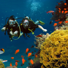 The loving couple dives among corals and fishes in the ocean