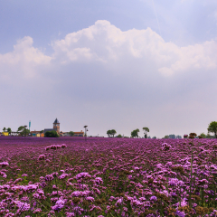 Hubei Xiamen Caidian District Flower Fair European style Building Lavender
