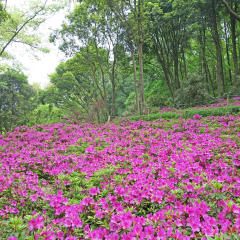 Azaleas (Rhododendron). Azaleas festival at Mo Shan garden, Wuhan city, Hubei province China. Scenery of Rhododendron blooming fields.