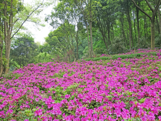 武汉东湖磨山景区