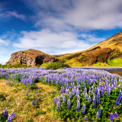 Typical Icelandic landscape with field of blooming lupine flowers in the June. Sunny summer morning in the south coast of Iceland, Europe. Artistic style post processed photo.