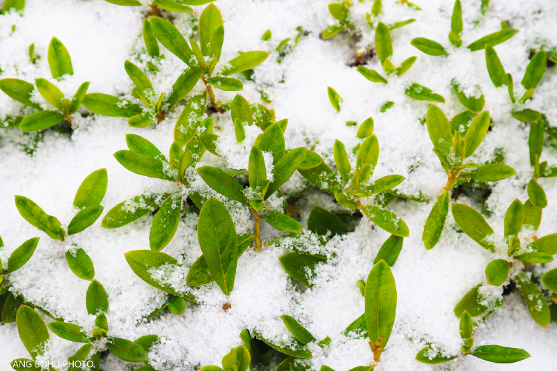江西宜春冬天雪纷飞,在明月山下邂逅一场千年温泉.
