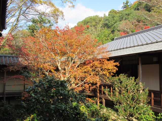 据说在这个寺内种植了大约60种名贵的椿树.