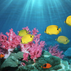 Bluespot butterflyfish (Chaetodon plebeius) (digital composite)