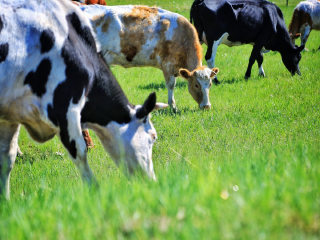 陈旗东乌珠尔苏木