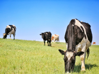 陈旗东乌珠尔苏木