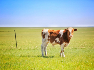 陈旗东乌珠尔苏木