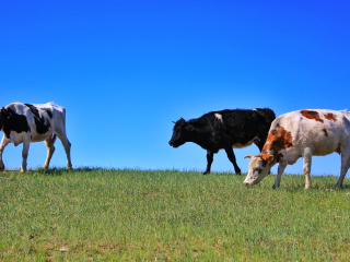 陈旗东乌珠尔苏木