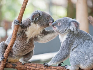 龙柏考拉保护区