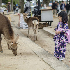 Meet Deer on the Way