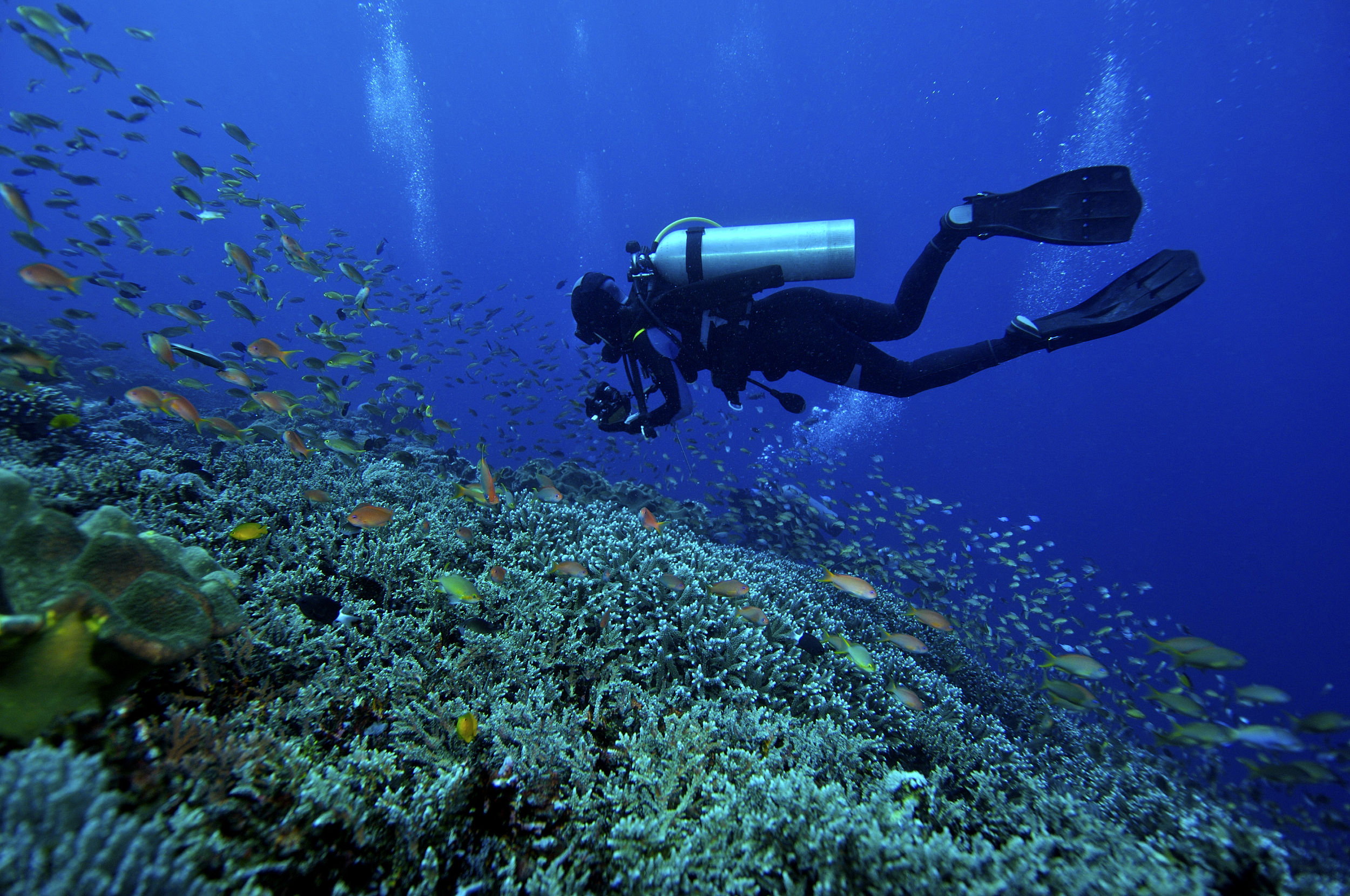 法属波利尼西亚潜水图片