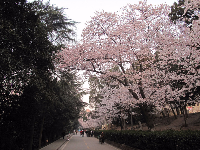 校園環境優美,風景如畫,被譽為