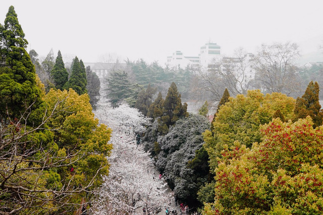 名校名湖名景-国内最美大学武汉大学