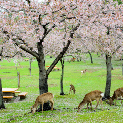 Deers in Nara park are trying to seek food under the cherry blossom tree, Nara, Japan