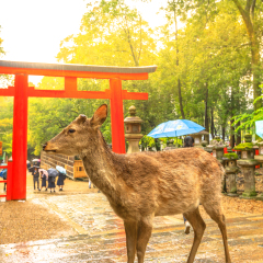 Wild deer in Nara Park at sunset light, Japan. Deer are symbol of Nara's greatest tourist attraction. On background, red Torii gate of Kasuga Taisha Shine one of the most popular temples in Nara City.