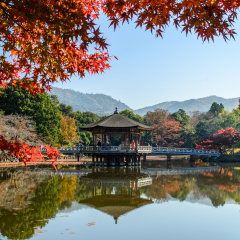 park in Nara Japan with red leaf