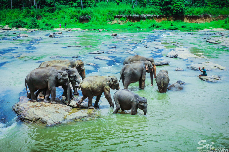 大象小象一大家子,互相搀扶着过河,其乐融