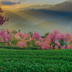 云南大理南涧樱花谷