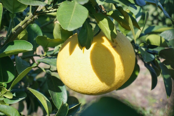 必须还要再科普一下文旦,因为真的还是有很多的朋友不知道,文旦是柚子