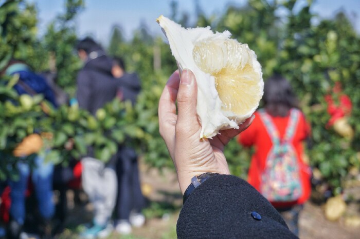 必须还要再科普一下文旦,因为真的还是有很多的朋友不知道,文旦是柚子