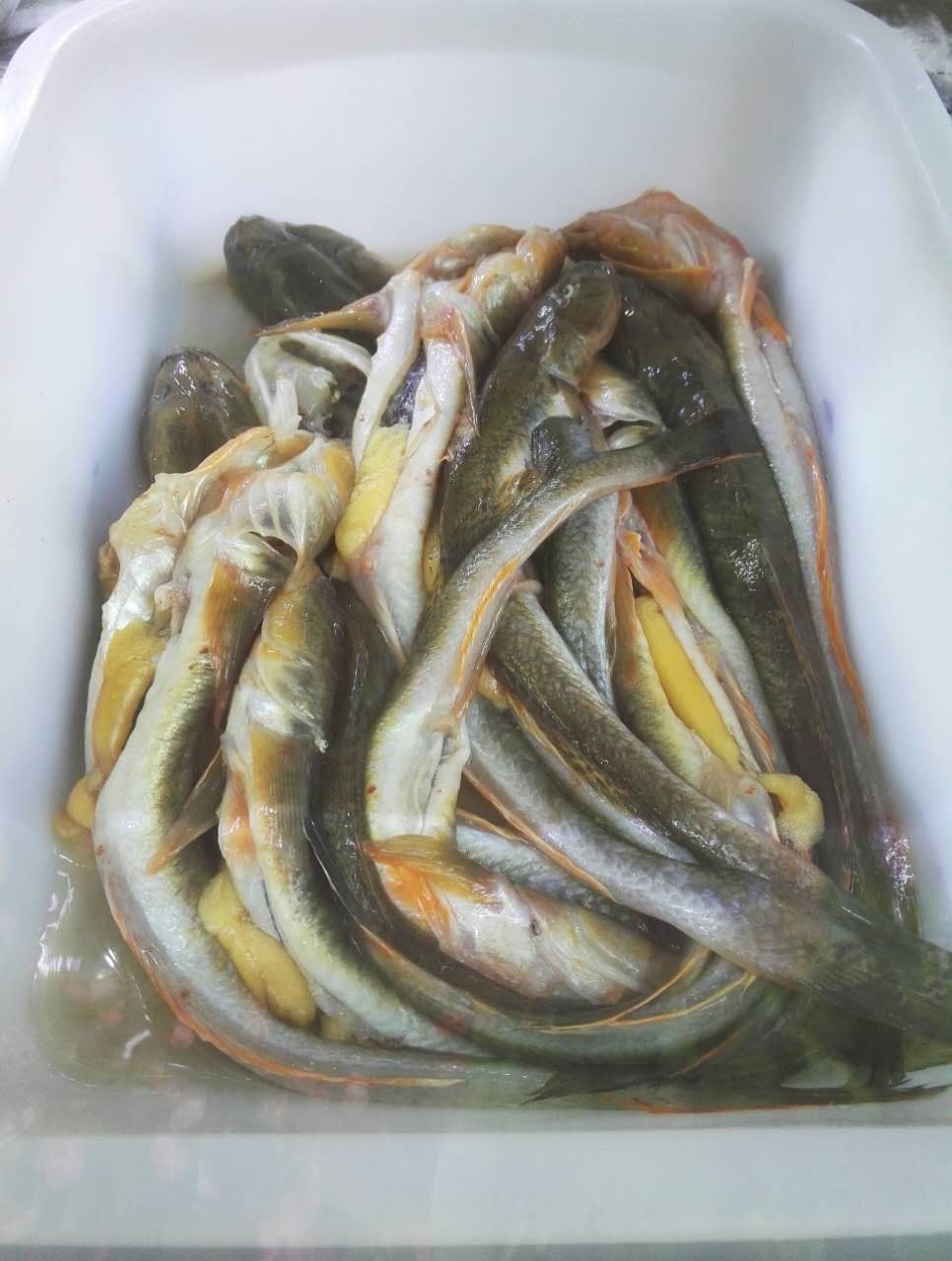 我理解叫这个名字是因为这个鱼特别傻,见食儿就吃,钓鱼赶上多的时候