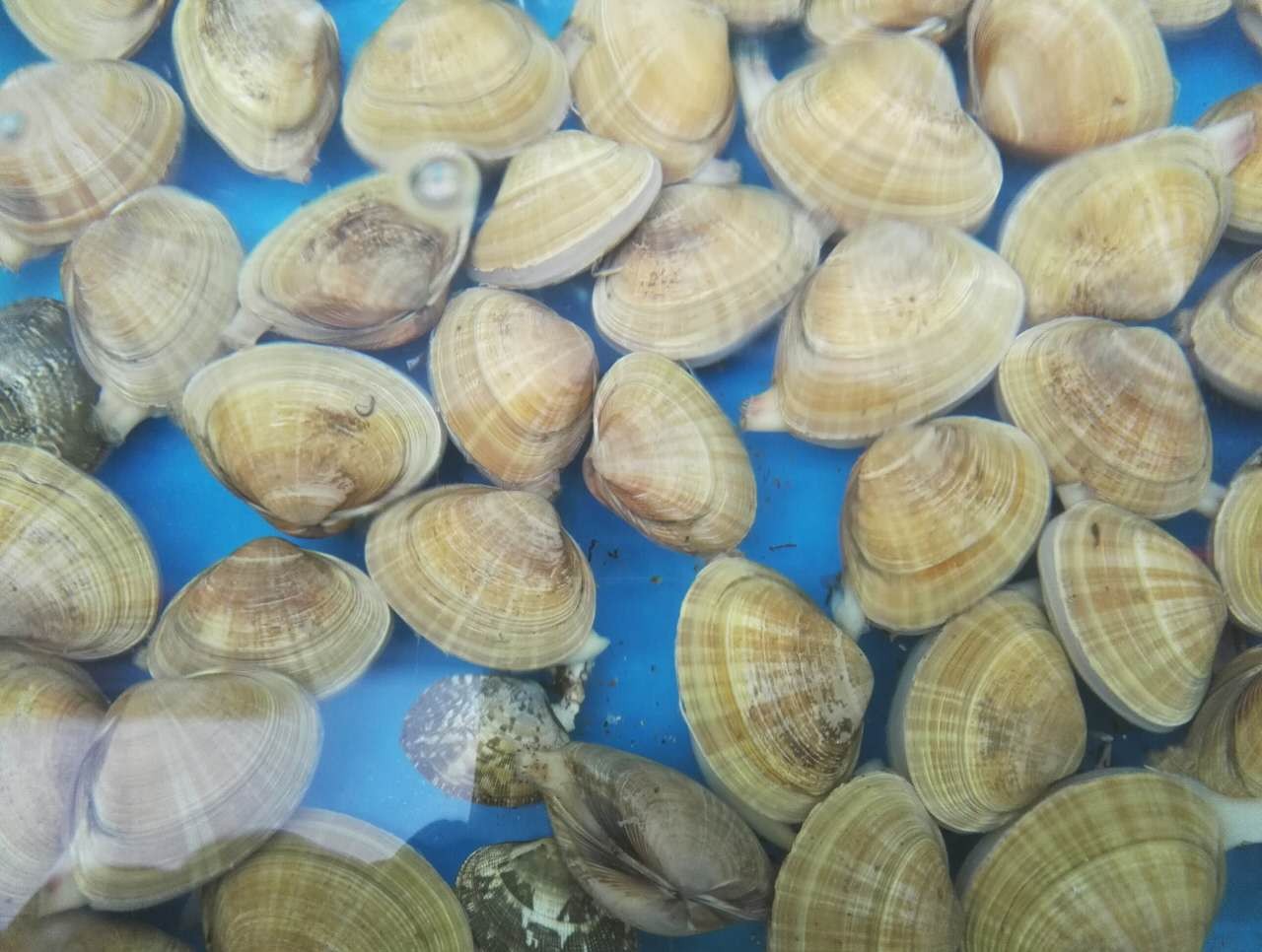 白蚬子,一般是用来做小白菜豆腐汤.