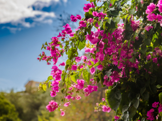 勐景来旅游景区