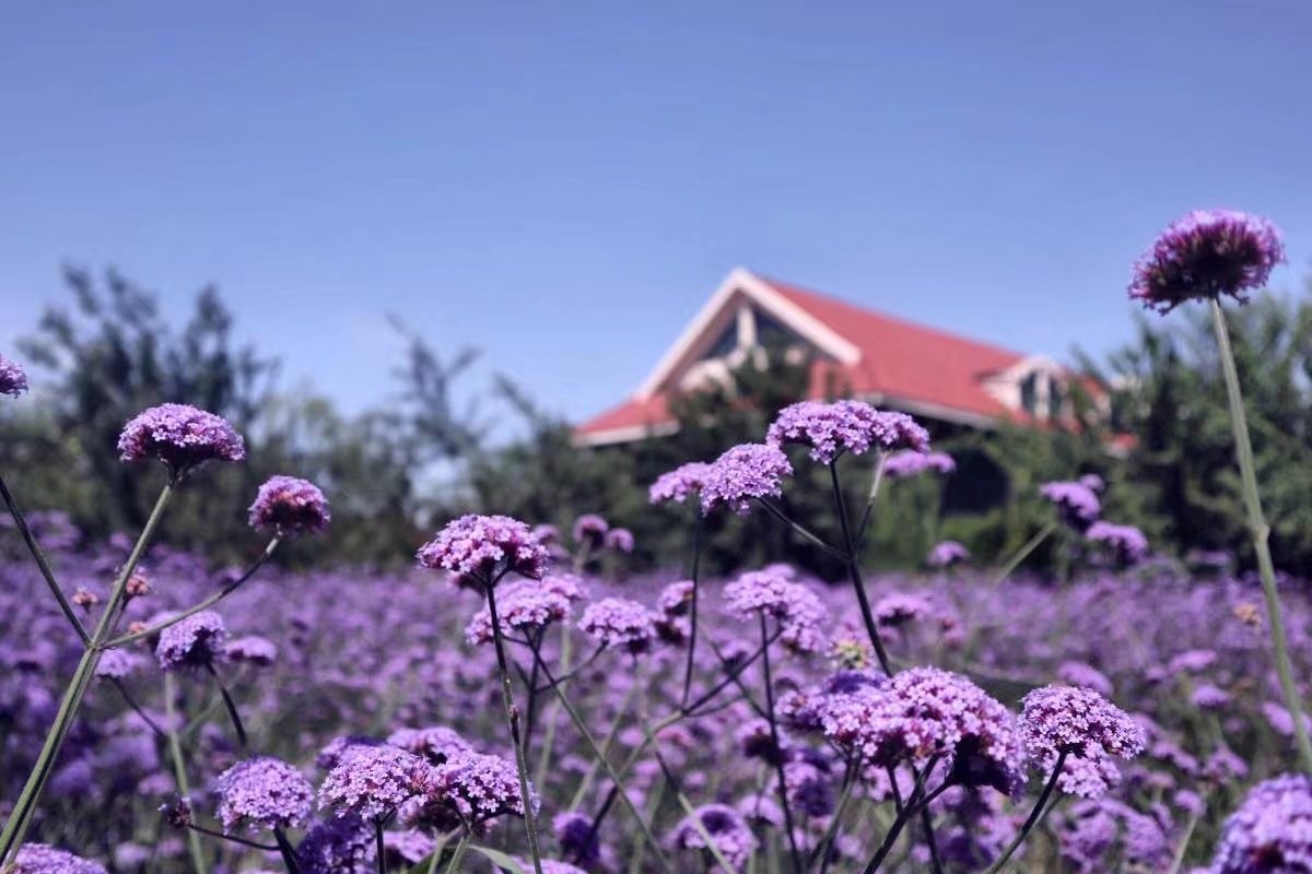    解忧公主薰衣草庄园