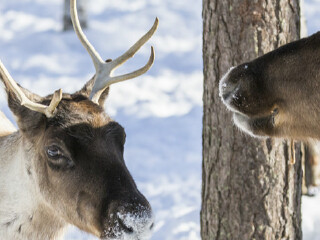 拉努阿野生动物园