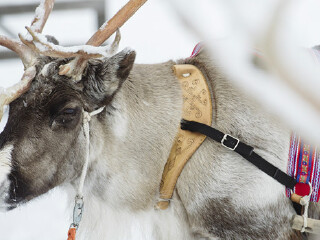 罗瓦涅米驯鹿农场