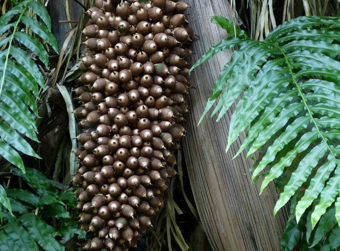 图为一棵被藤树缠绕的椰子树