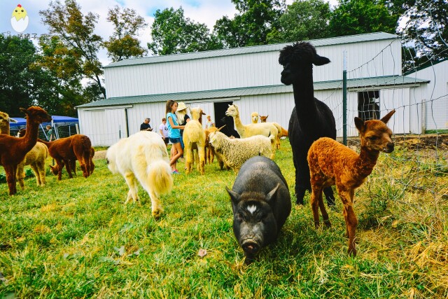 【首发】#猎艳行动#好玩还免费,来看看美国的动物农场