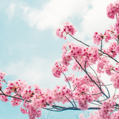 美丽的樱花樱花在春天在蓝蓝的天空。