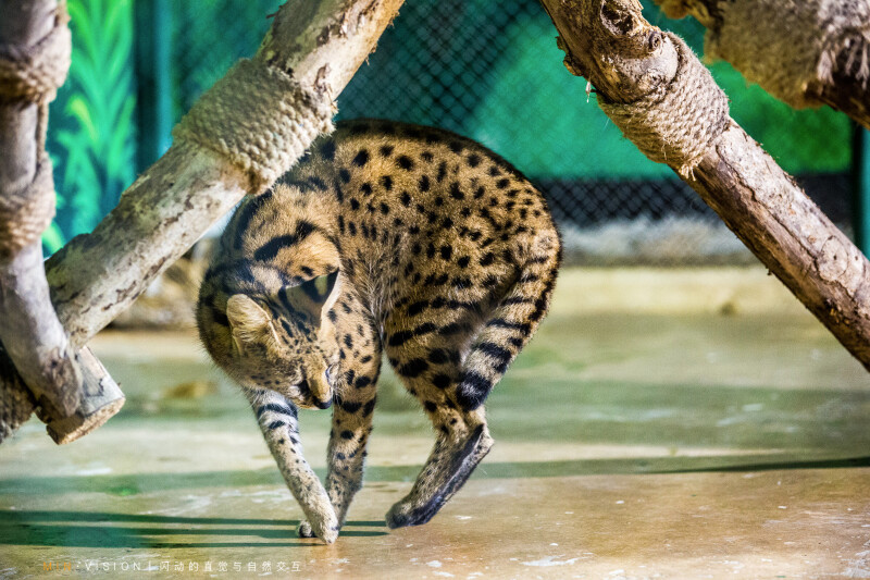 薮猫,体型像一只小猎豹,躯干和四肢修长,在某些国家,尤其是美国,薮猫