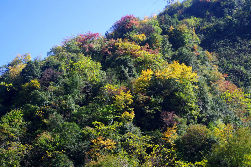 四川臥龍國家級自然保護區