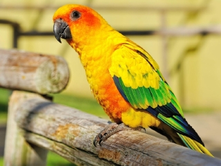 黄金海岸可伦宾野生动物园