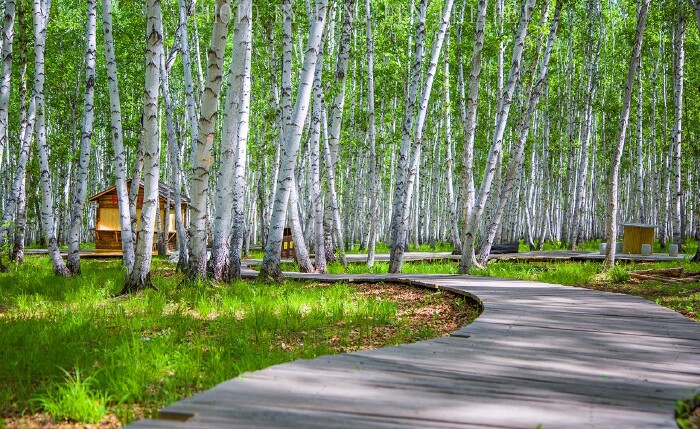 白桦林景区占地面积近1000公顷,是距市区最近的一片原始森林.