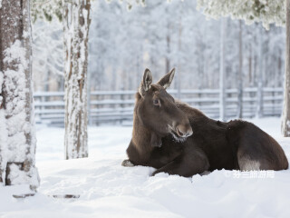拉努阿野生动物园
